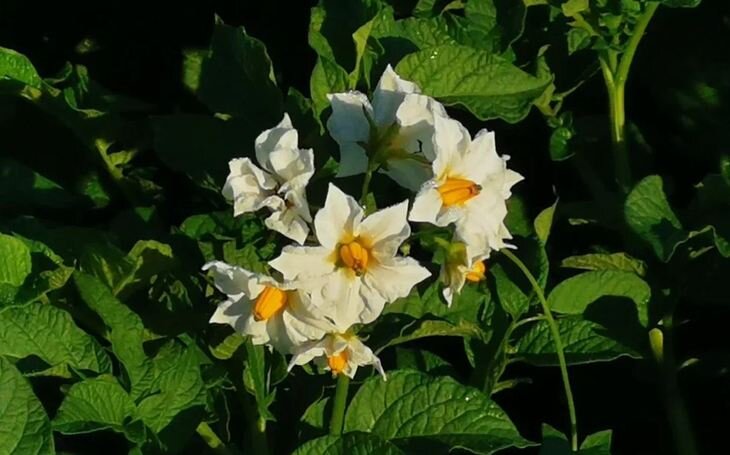    Картофель догоняет апельсин по содержанию витамина С благодаря генным ножницам