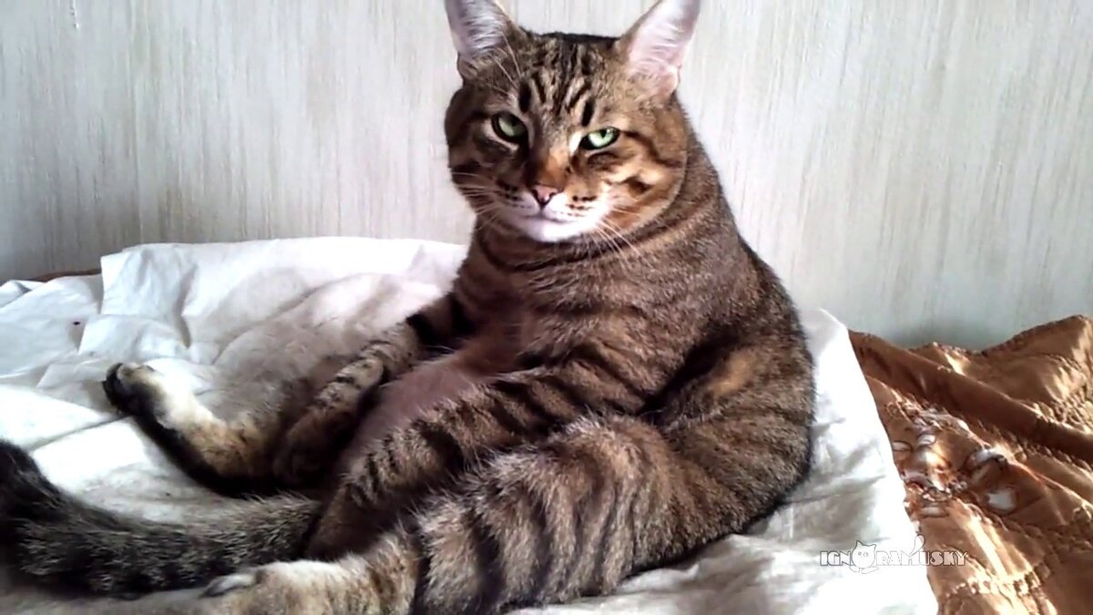 яндекс фото