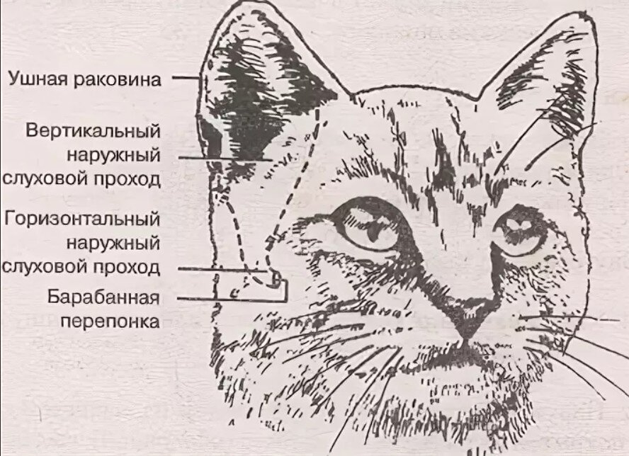 Отодектоз ушной клещ у кошек: что делать, симптомы, лечение в домашних условиях | gkhyarovoe.ru