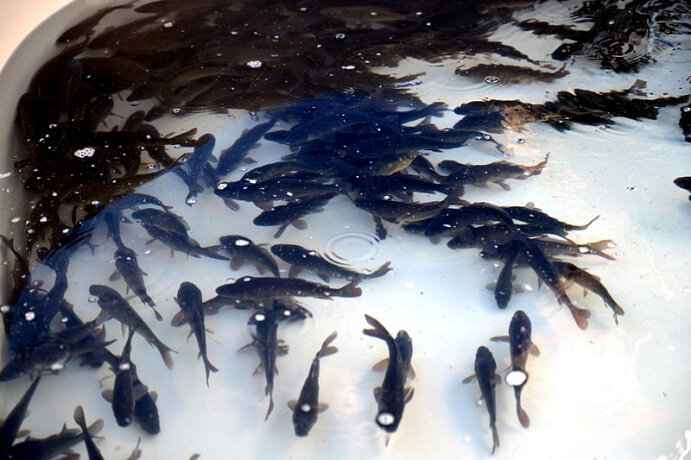    Фото: пресс-службе Тюменской Госдумы