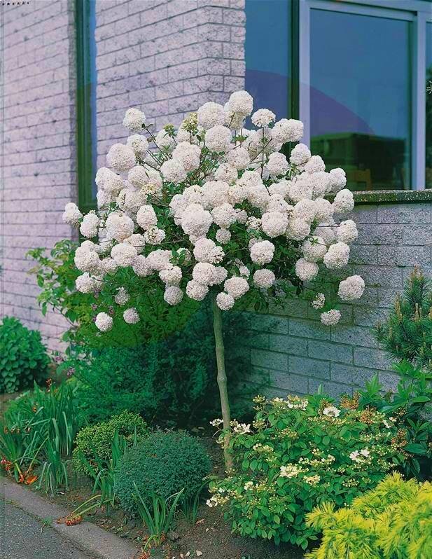 Калина Бульденеж во время цветения даст фору и чубушнику. Фото с сайта pinterest.fr