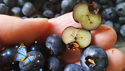 Голубика - это кладезь витаминов, микро- и макроэлементов, полезных для суставов и костей