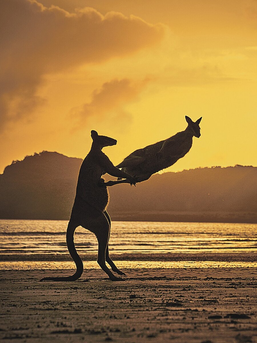     Британец Майкл Иствелл запечатлел сражение двух кенгуру: «Битва только началась!».
