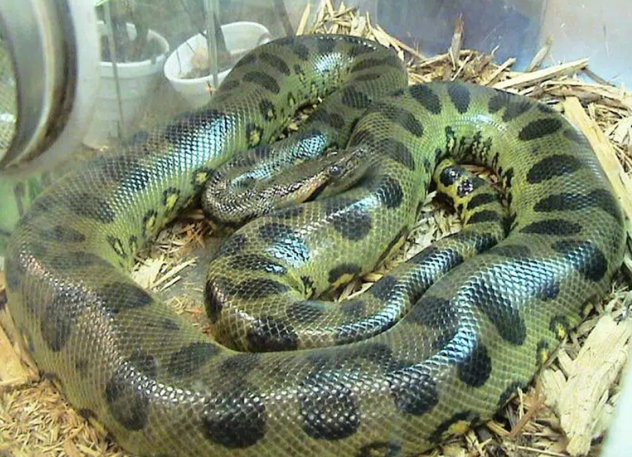 Анаконда eunectes beniensis. Зеленая Анаконда (eunectes murinus). Змея Анаконда самая большая змея в мире. Сам большие змеи