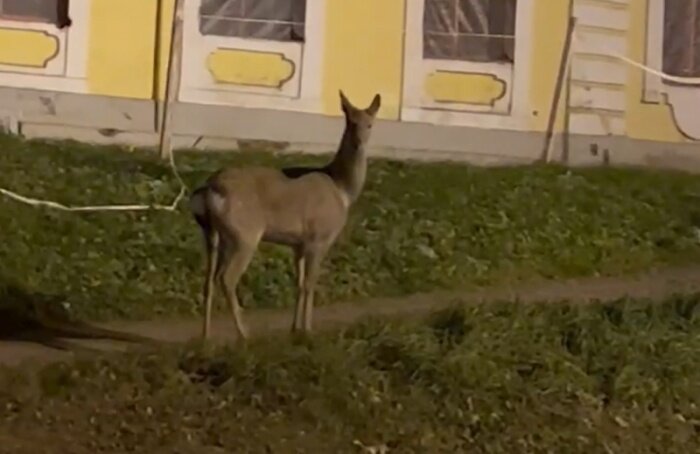    скриншот видео из группы "Мы Ломоносовцы"