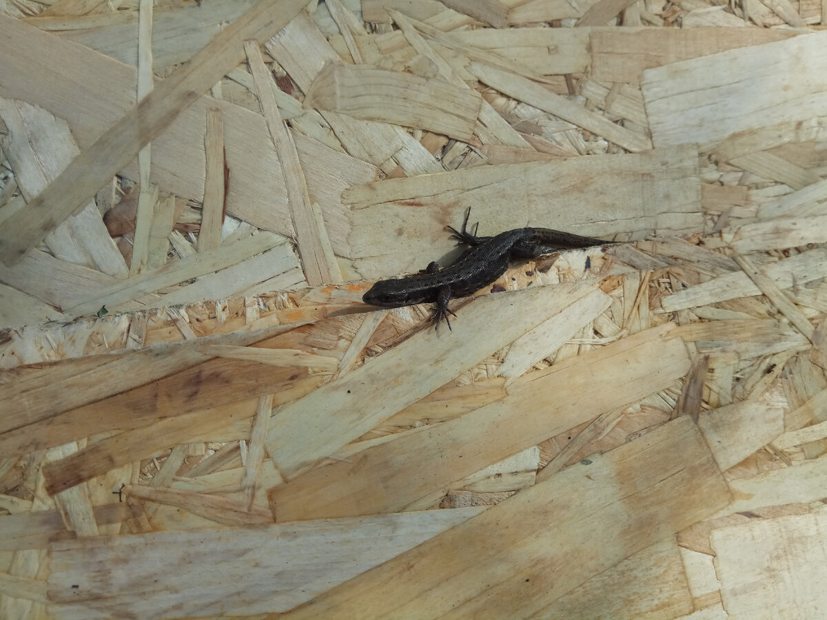 Ящерка тоже выбирает себе дом