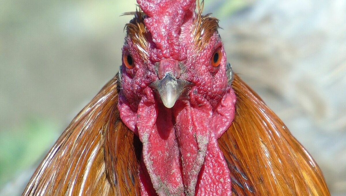     Получив штраф от Роспотребнадзора, компания «Байсад» уже четвертый месяц вывозит залежи помета, ставшие источником августовского смрада в Георгиевске, передает корреспондент NewsTracker.