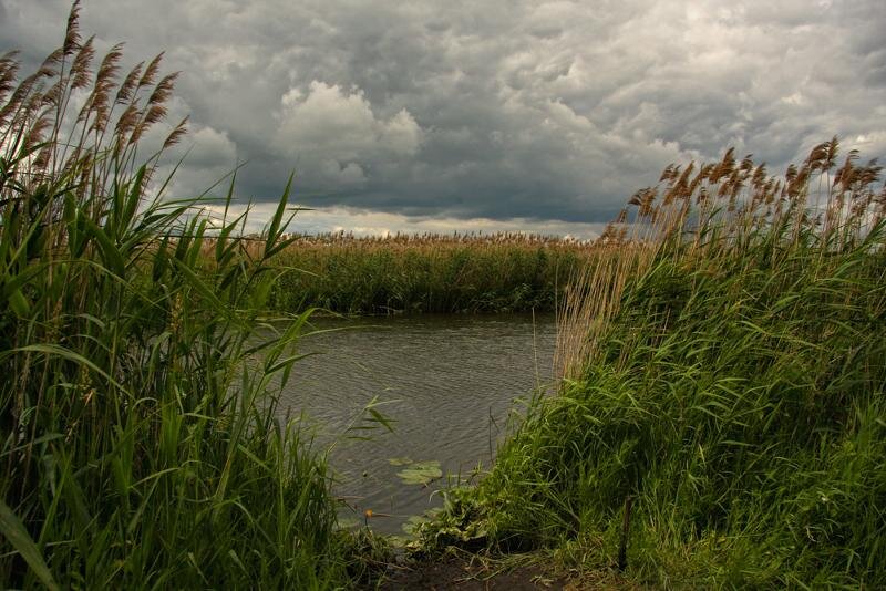 Берег камыш. Берег реки Кубань камыши. Река Кубань рогоз. Берег с камышами. Река камыши.