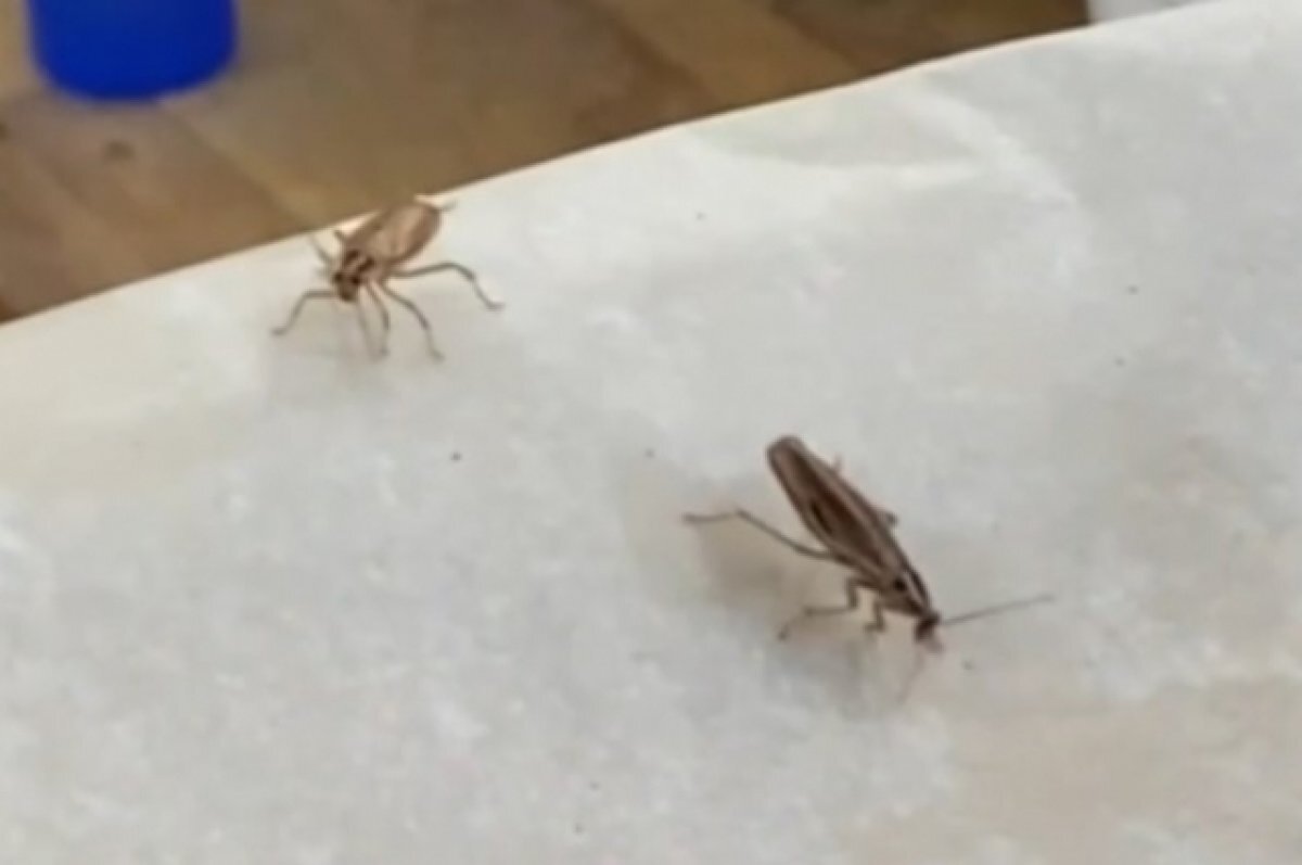    «Магнит» с тараканами в Екатеринбурге проверит Роспотребнадзор