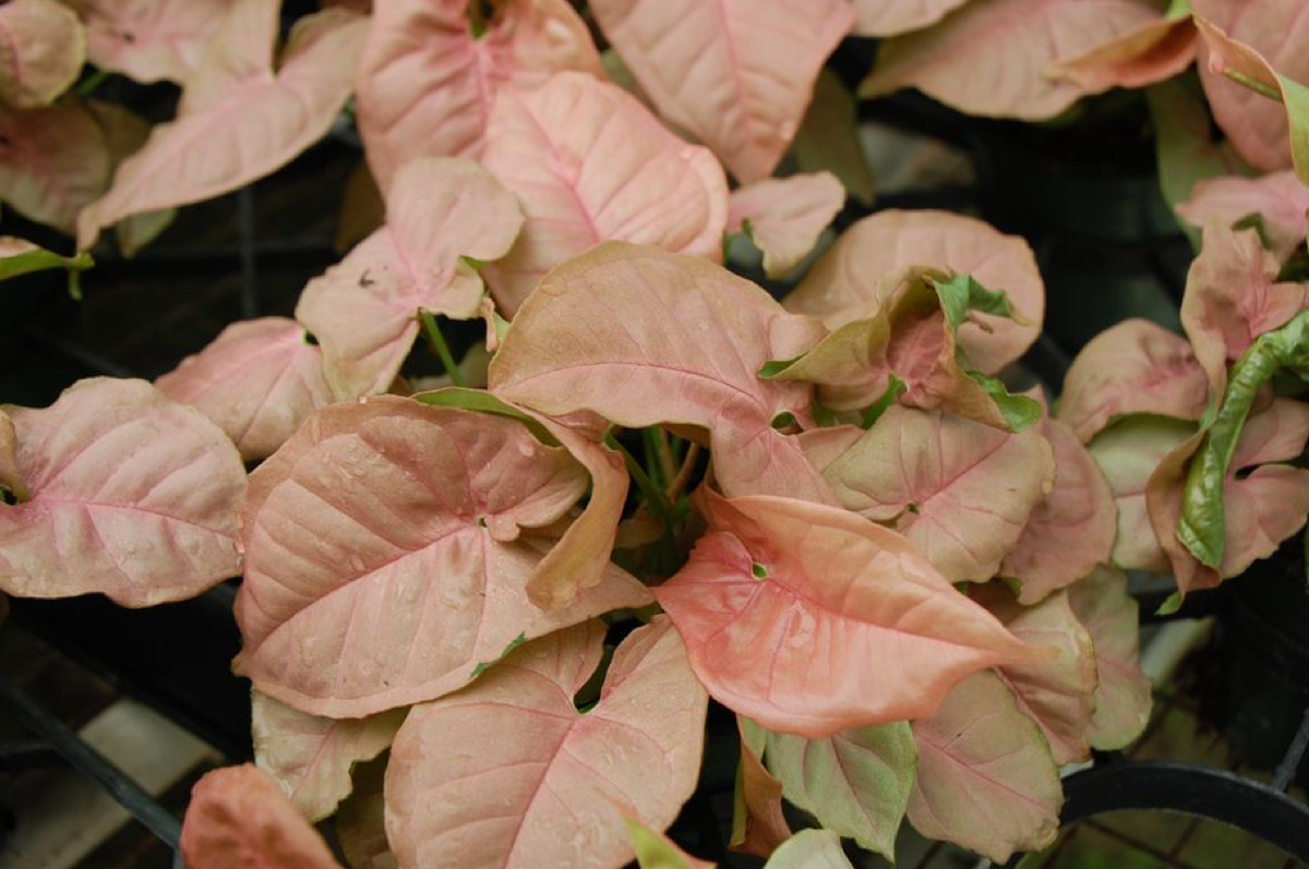 Syngonium Neon robusta