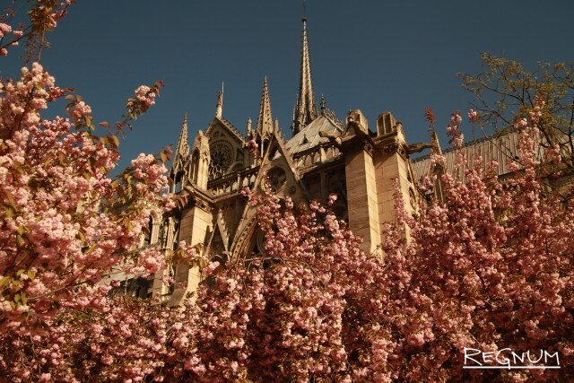    Собор Парижской Богоматери в розовом цвету Марина Захарова © ИА REGNUM