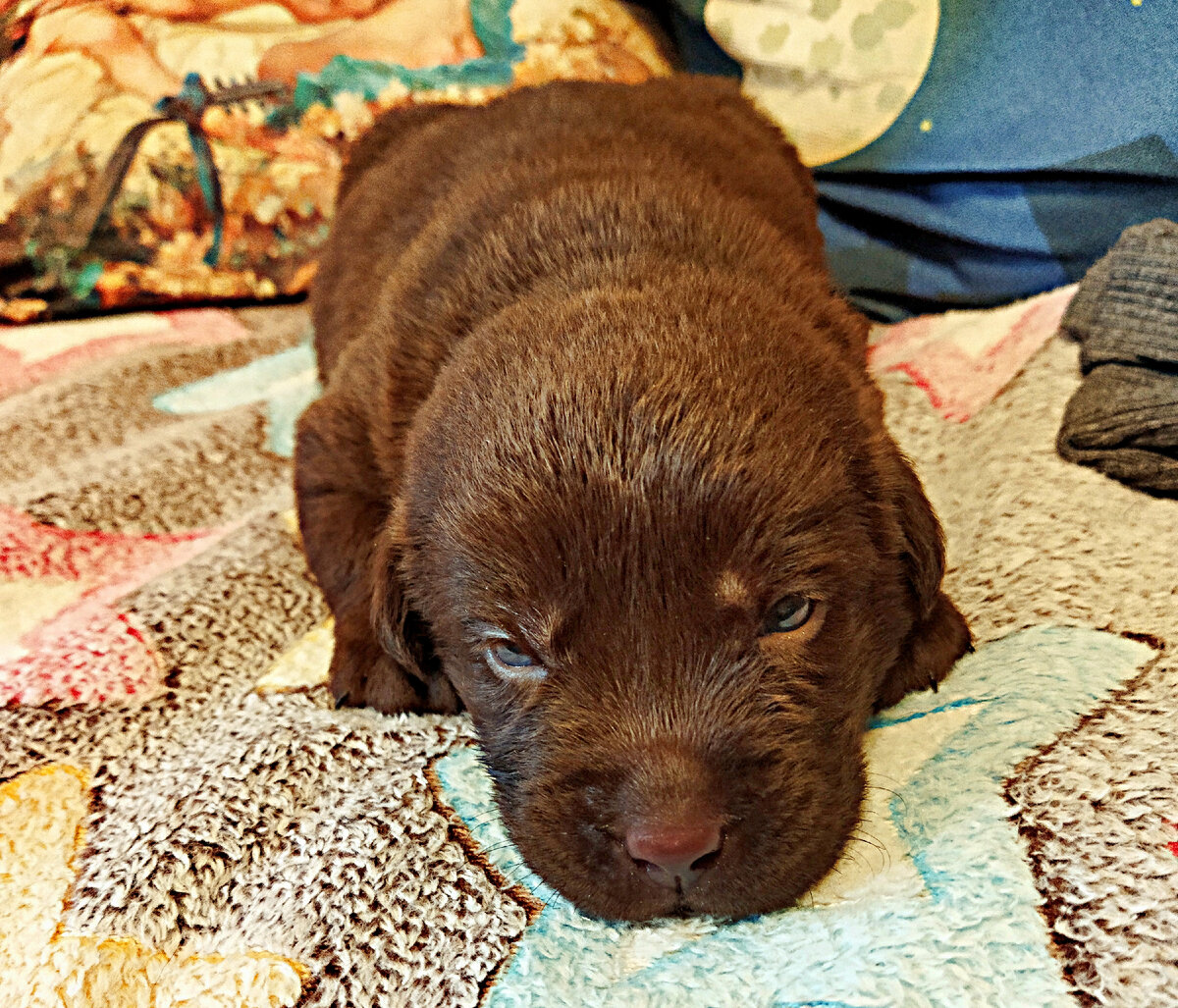 Вскармливание новорождённого щенка | Пикабу