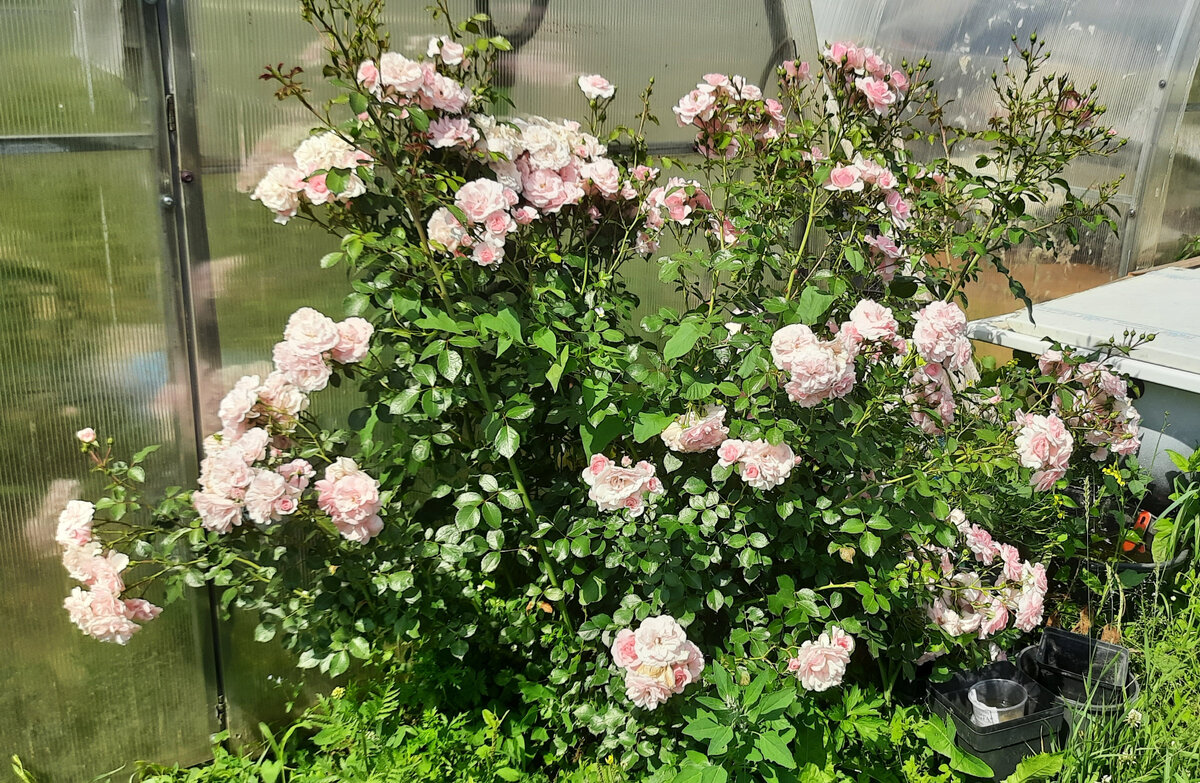 Боника в начале лета Уже вся в цветах! К концу лета куст вырастет до 1,5 метров!