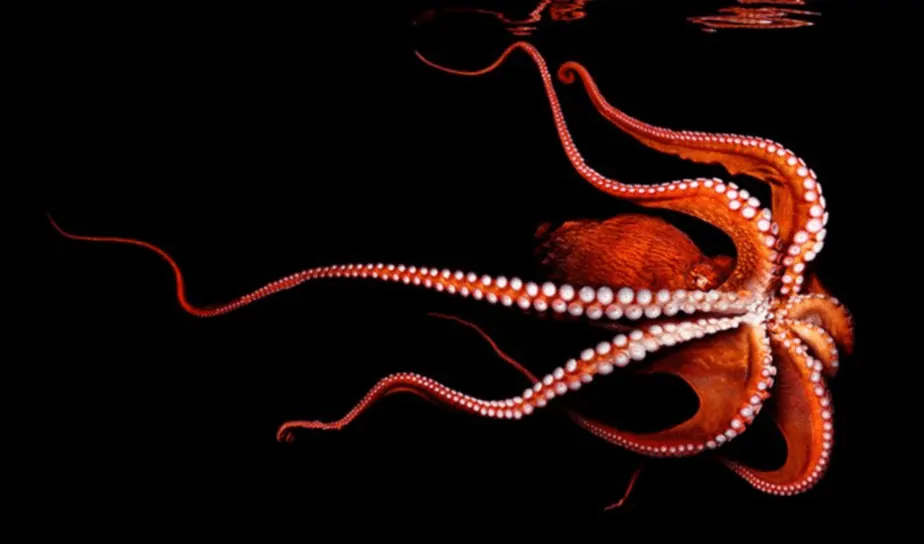 Красный осьминог в аквариуме @ bipbap.ru