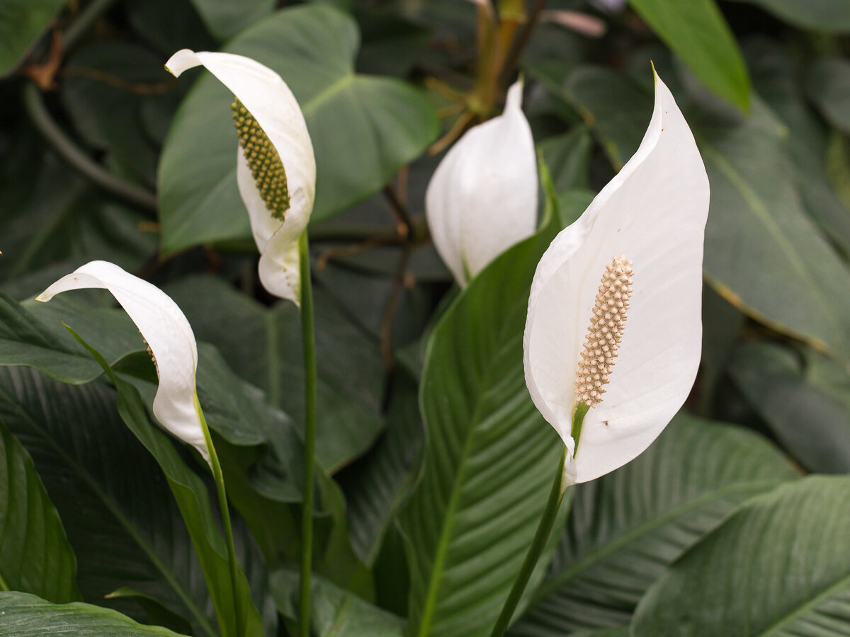 Spathiphyllum Hardy