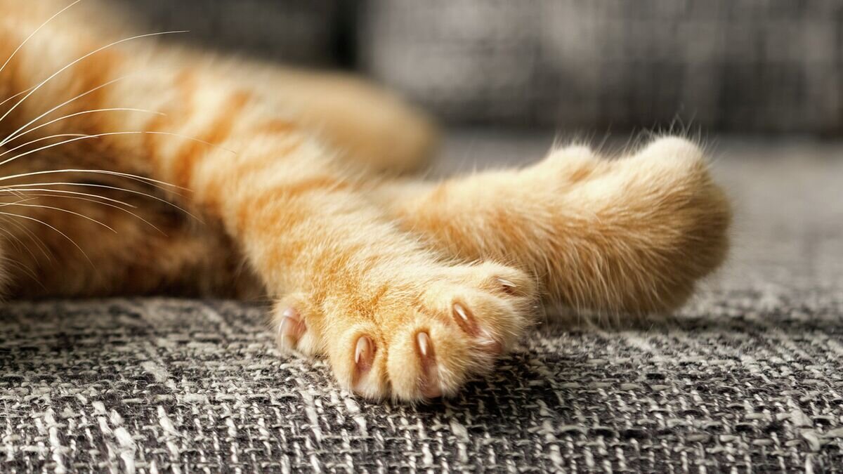    Лапы рыжего котенка© Fotolia / Igor Mojzes
