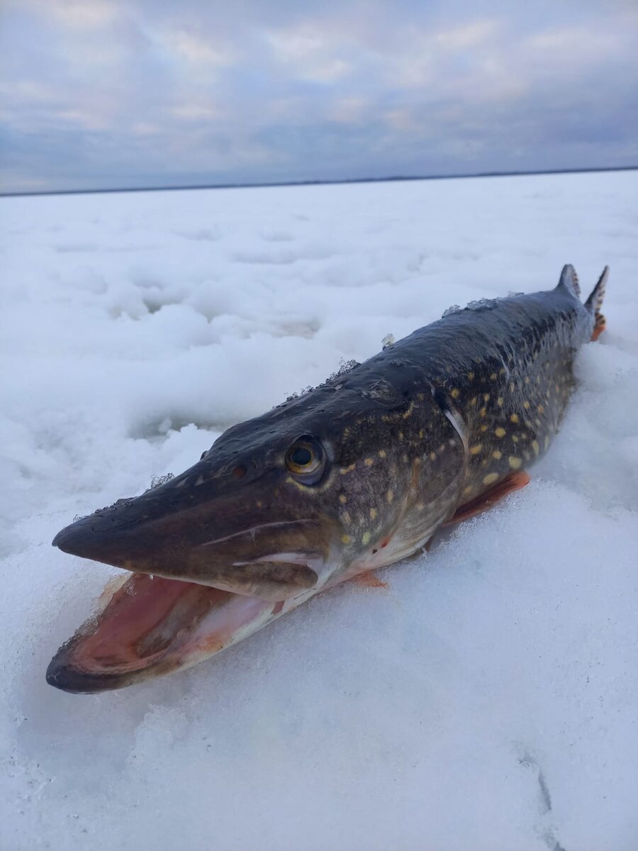 Зависимость клева рыбы от атмосферного давления зимой - исследование