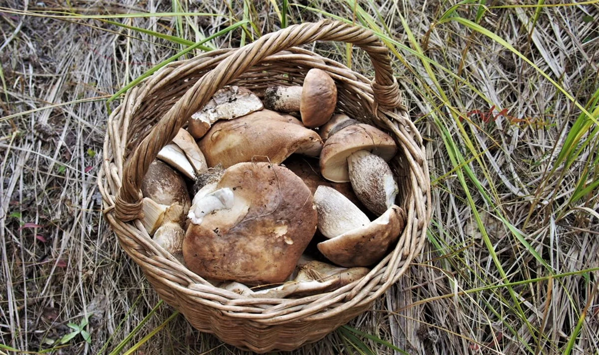 Автор фото Ирина Черпакова