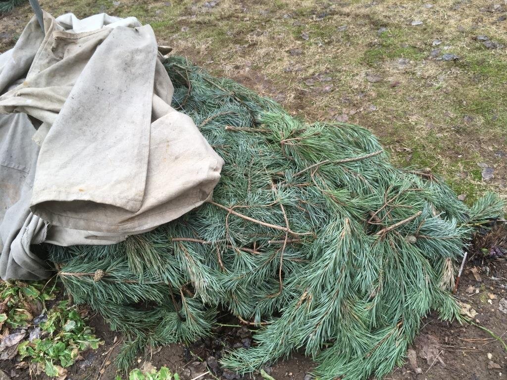 Укрыть розы на зиму в средней полосе