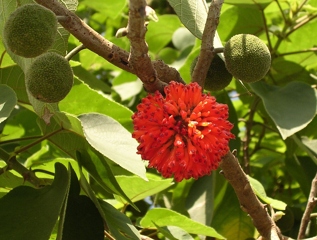 Бруссонетия или бумажное дерево