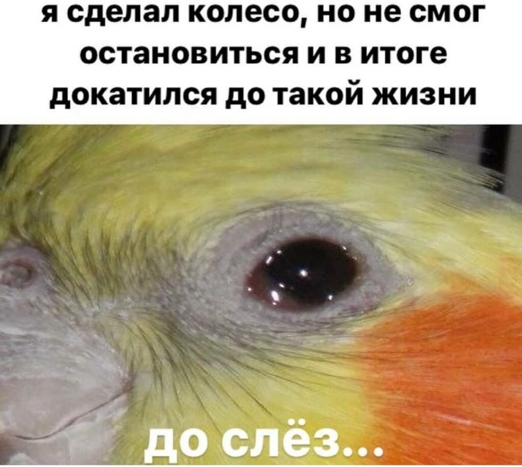 как я докатился до жизни такой откуда