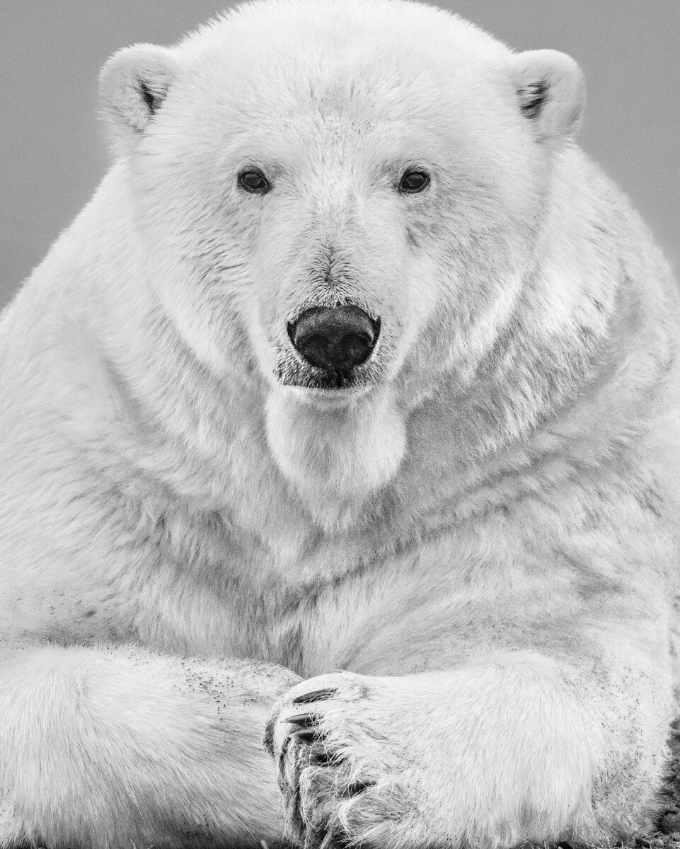  David Yarrow Photography /    / * 1966  (      )