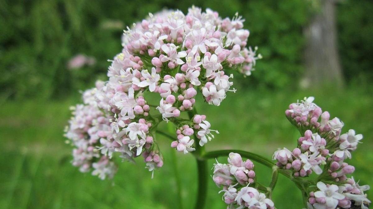    Валериана:Pixabay