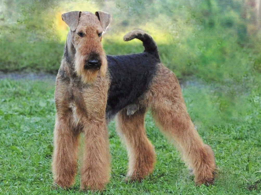 #эрдель #эрдельтерьер #airedale #airedaleterrier 2022 Норá Эрдельтерьера ВКонтак