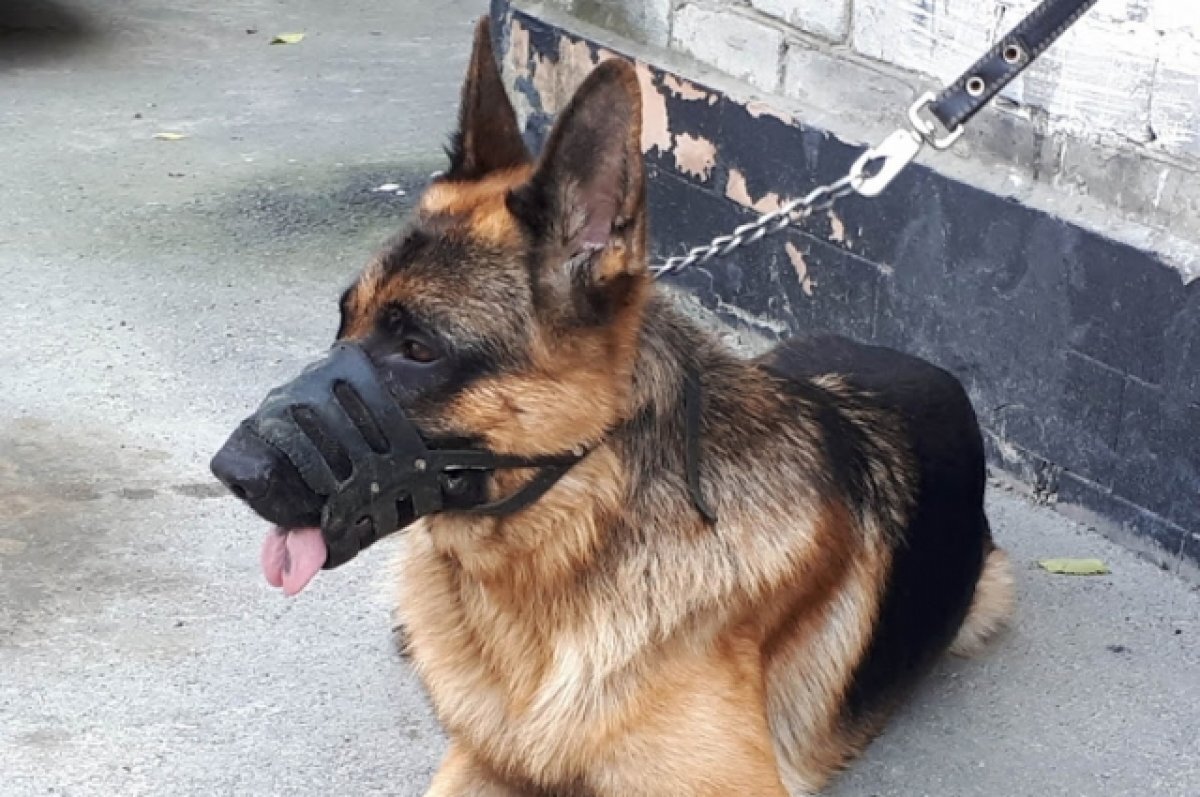    Кинологи рассказали, сколько времени нужно гулять с собакой