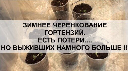 Зимнее черенкование гортензий. Есть потери... Но выживших намного больше !!!