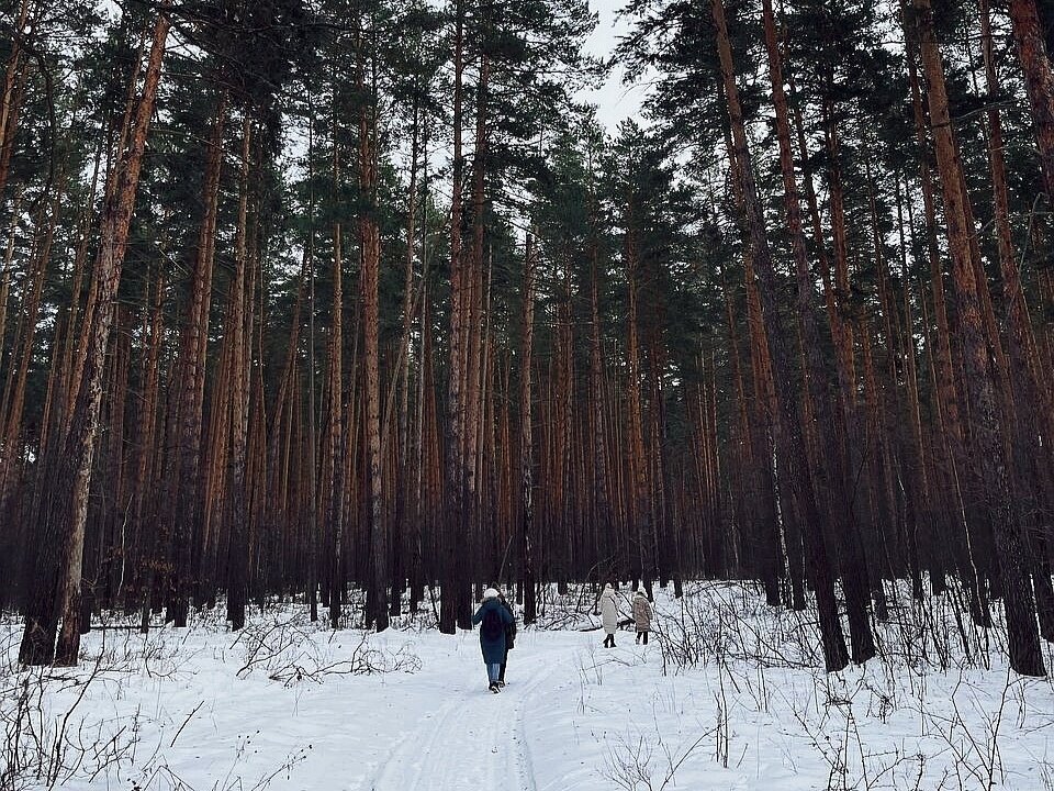 Муранский бор фото