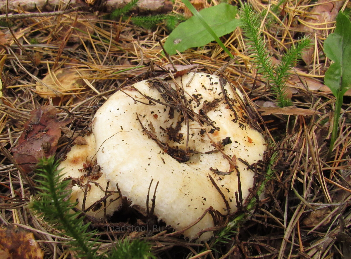 Груздь водозональный Lactarius aquizonatus