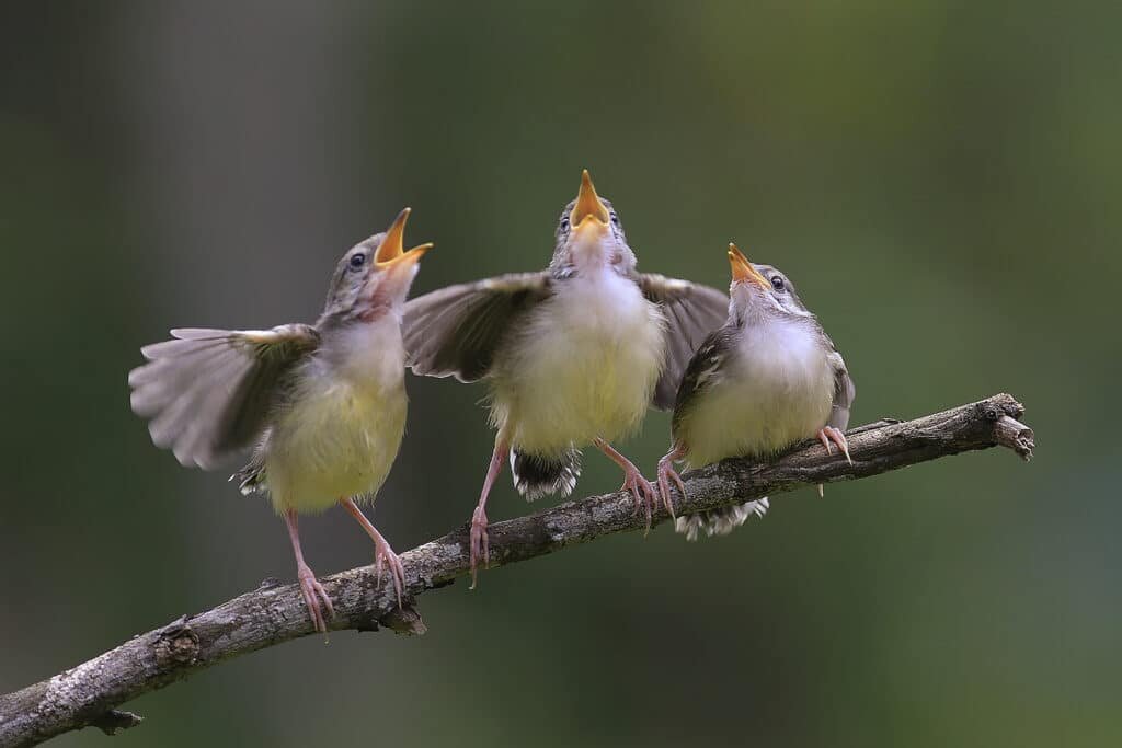    © Flickr