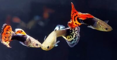 Наилучшее соотношение гуппей для спаривания: два самца на одну самку.