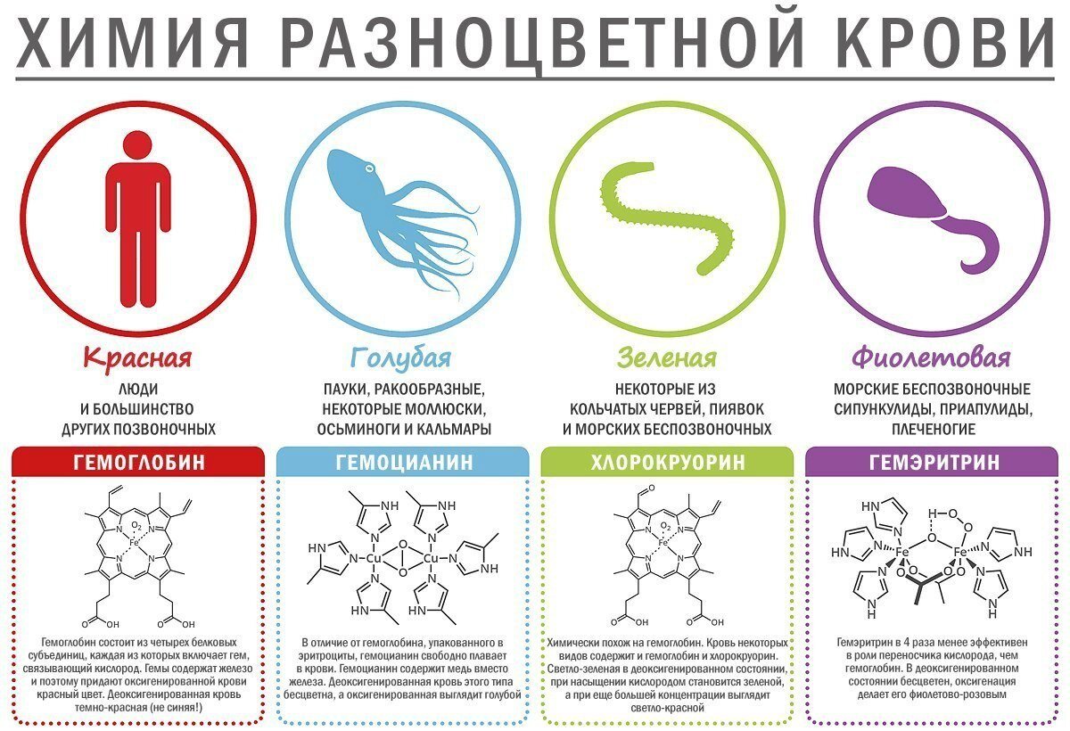 Познавательная статья про кровь. | Заметки по случаю | Дзен