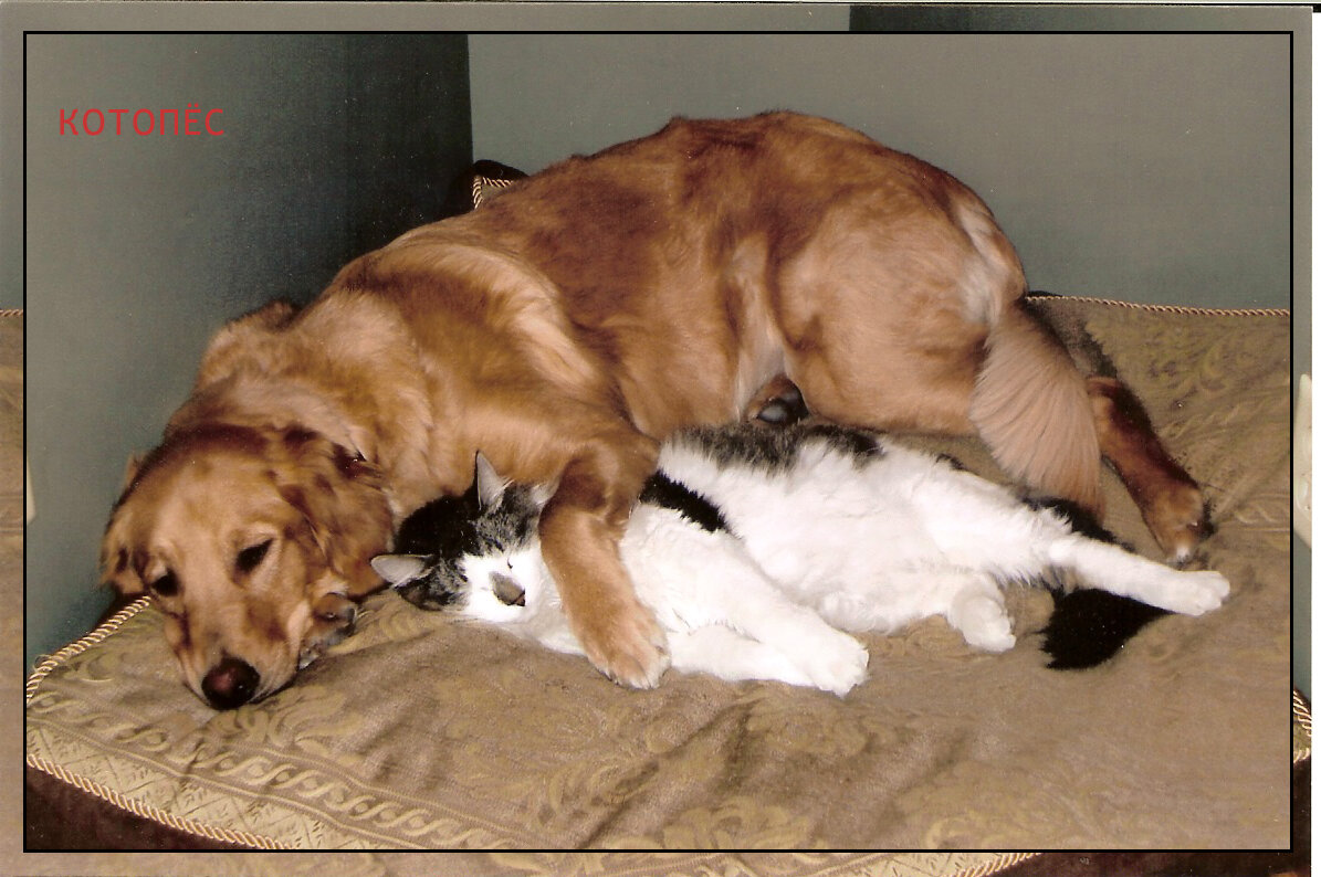 Золотистый ретривер отдыхает с кошкой