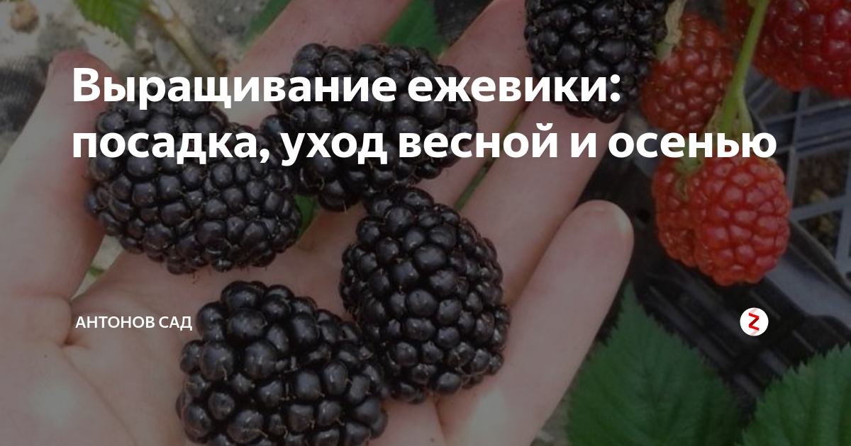 Выращивание ежевики: посадка, уход весной и осенью | Антонов сад - дача ...