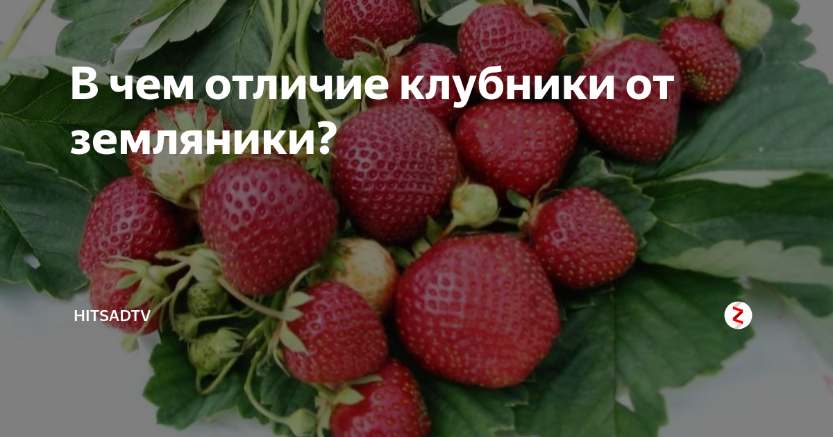В чем разница между клубникой и земляникой: история происхождения и что полезнее