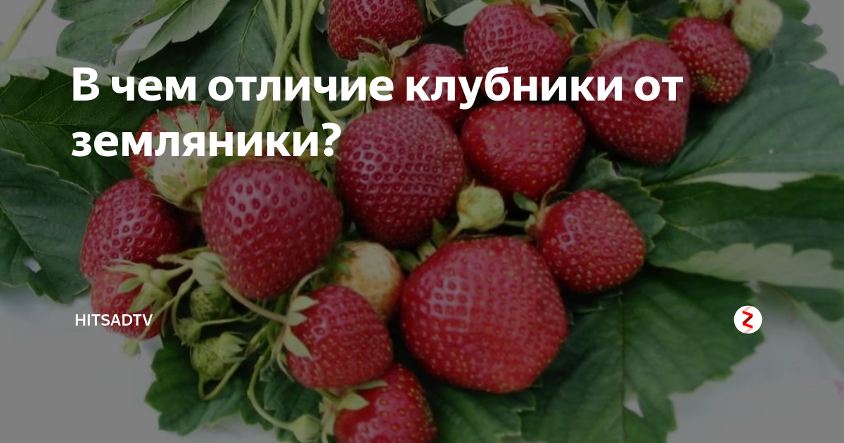 Чем отличается клубника от земляники фото. Клубника и земляника разница. Отличие клубники от земляники. Как отличить клубнику от земляники. Различие клубники и земляники.