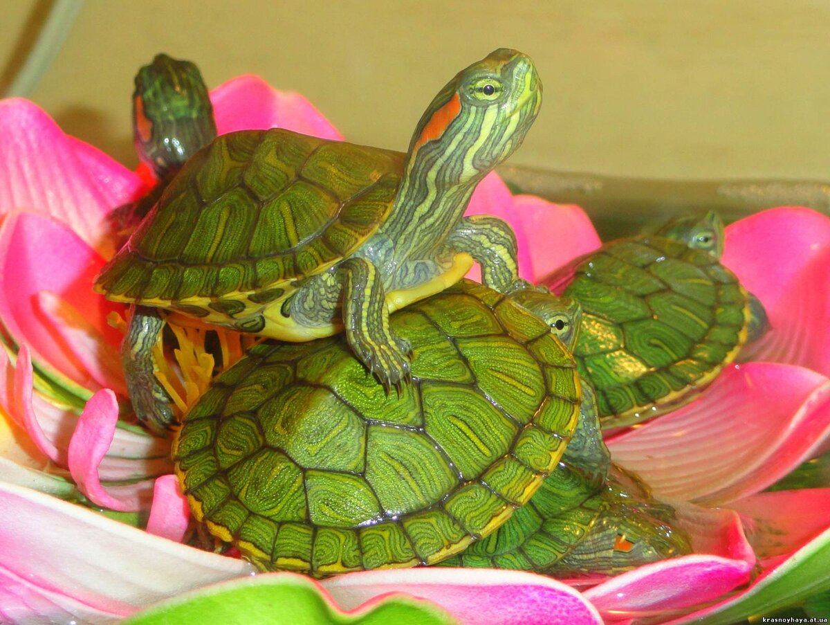 Можно ли купать красноухую черепаху?