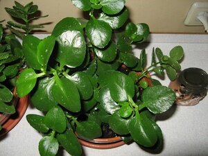 В конце прошлого столетия датские цветоводы вывели более крепкий и компактный вид каланхоэ, чем дикорастущие. Листья стали большими по размеру, а соцветия приобрели более яркую и насыщенную расцветку. Изменилась и палитра цветов: появились оранжевые, желтые, розовые, белые оттенки цветка.