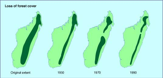 Сегодня ты гулял по лесу, а завтра сидишь на одном из тысячи пней 