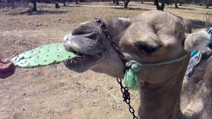 Верблюд поедает опунцию