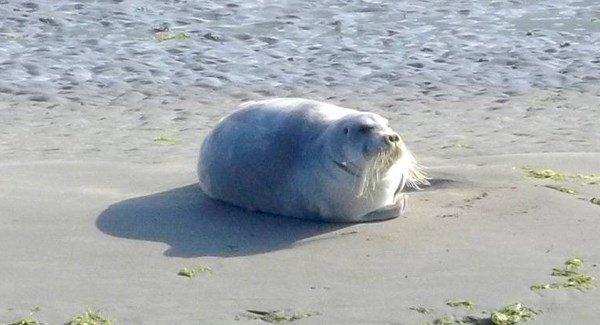 Белый морской котик на пляже деревни Кортмакшерри, июнь 2018 года