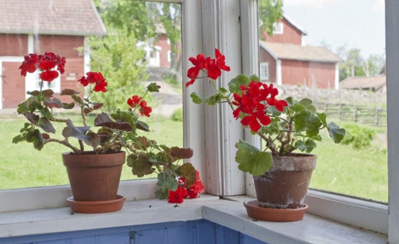 You can see two potted plants on the windowsill. Image credit https://newengland.com/today/living/gardening/sun-loving-houseplants/