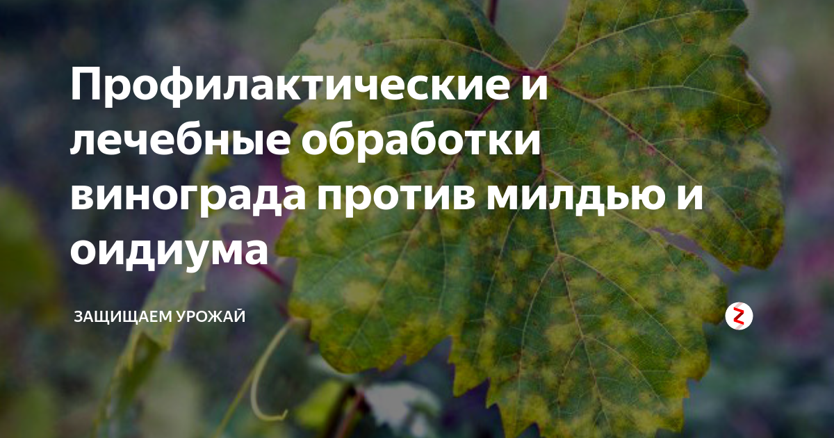 Профилактические и лечебные обработки винограда против милдью и оидиума ...