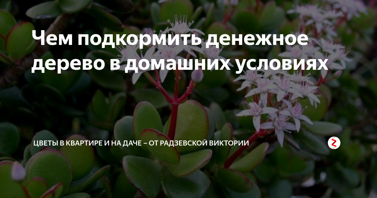 Чем поливать денежное дерево, чтобы быстро зацвело: домашняя хитрость