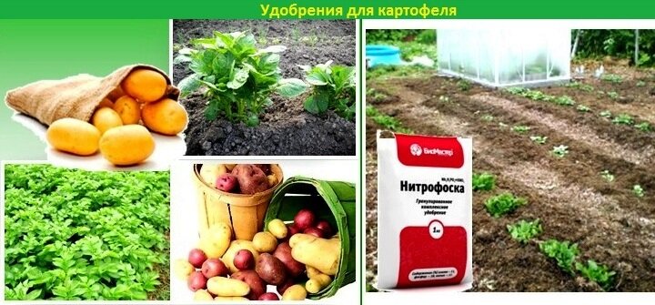 Картофель очень требовательный к почвенным условиям, который определяется его физиологическими характеристиками: недоразвитой корневой системой, высокой потребностью в кислороде в период интенсивного образования клубней. Лучшими для выращивания картофеля являются структурный плодородный дерново-подзолистый легкий суглинок и супесчаные почвы, подстилаемые мореной.