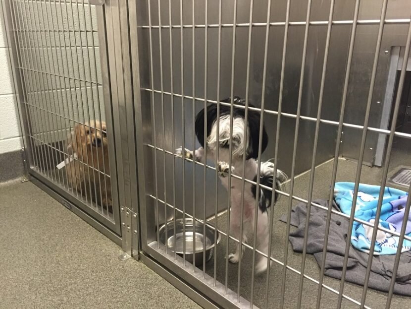 Примерно так (это один из приютов в США)