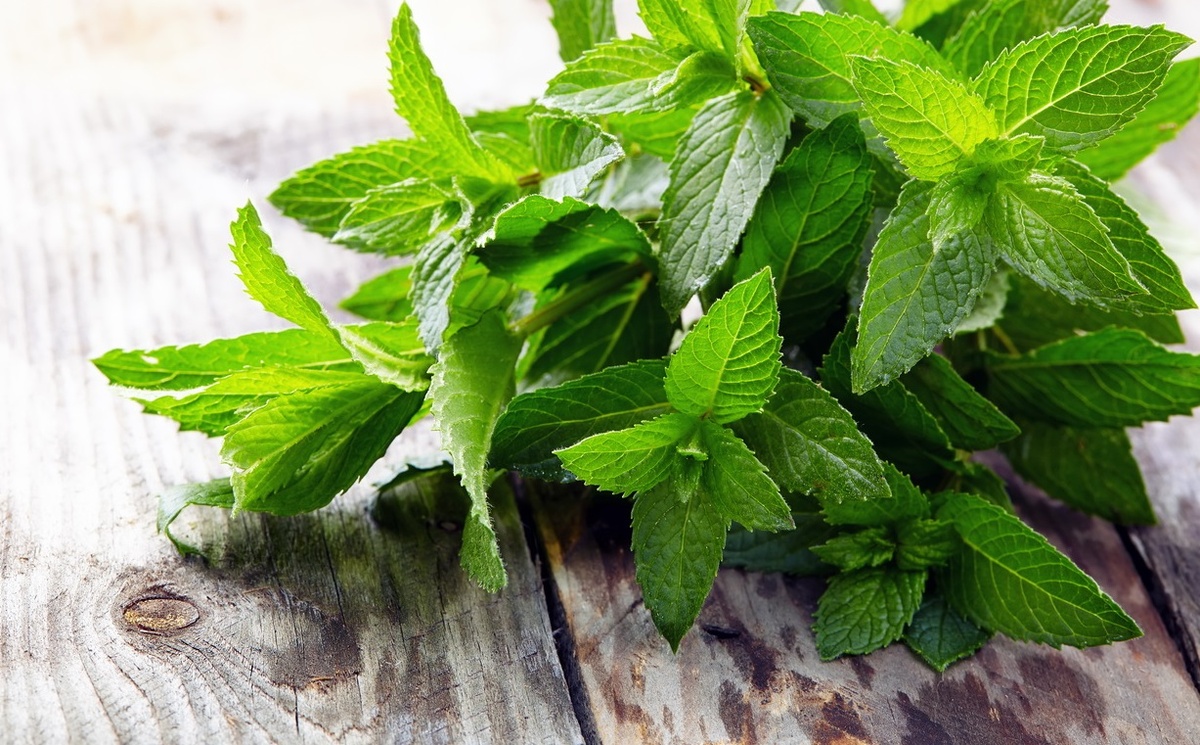 Мята